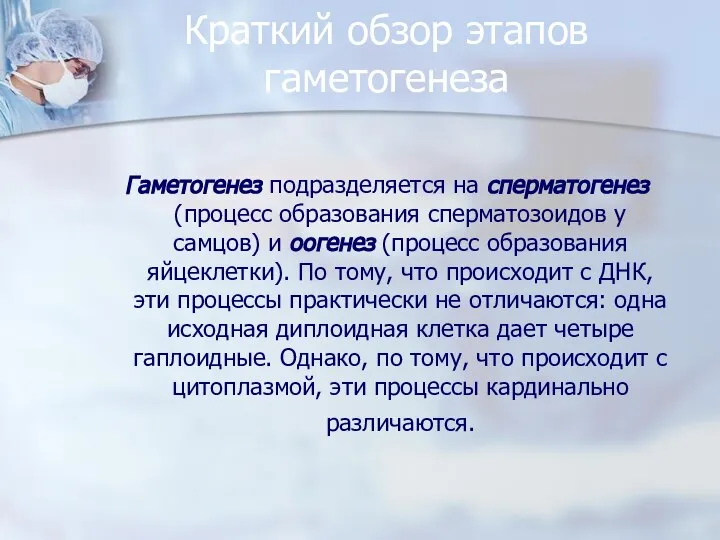 Краткий обзор этапов гаметогенеза Гаметогенез подразделяется на сперматогенез (процесс образования сперматозоидов у