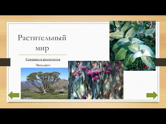 Растительный мир Саванны и редколесья Эвкалипт