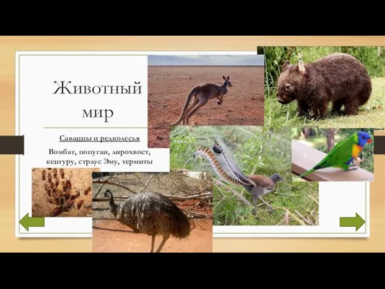Животный мир Саванны и редколесья Вомбат, попугаи, лирохвост, кенгуру, страус Эму, термиты