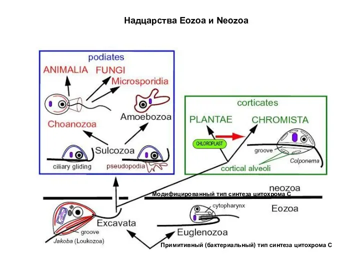 Надцарства Eozoa и Neozoa Примитивный (бактериальный) тип синтеза цитохрома С Модифицированный тип синтеза цитохрома С