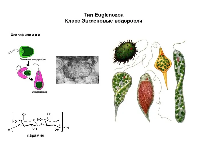 Тип Euglenozoa Класс Эвгленовые водоросли Хлорофилл а и b парамил
