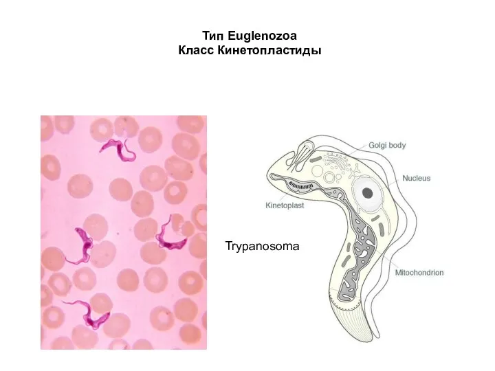 Тип Euglenozoa Класс Кинетопластиды Trypanosoma