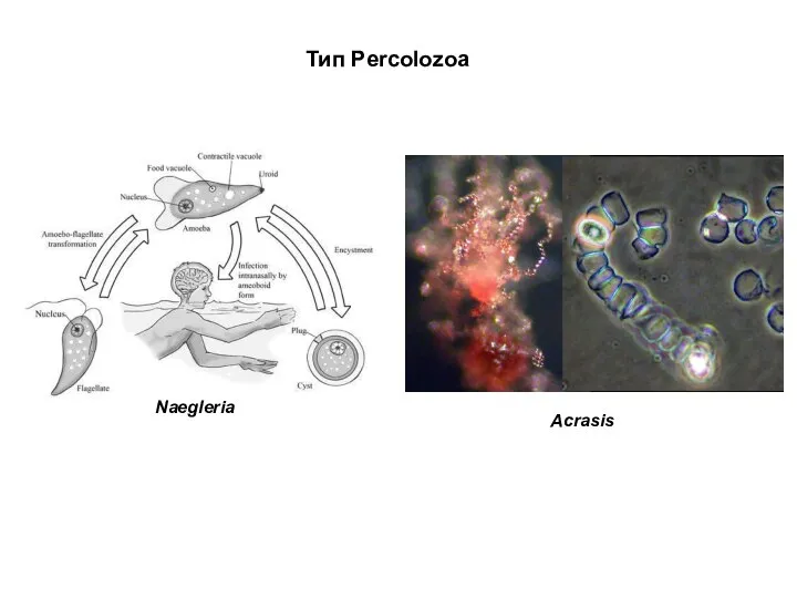 Тип Percolozoa Acrasis Naegleria