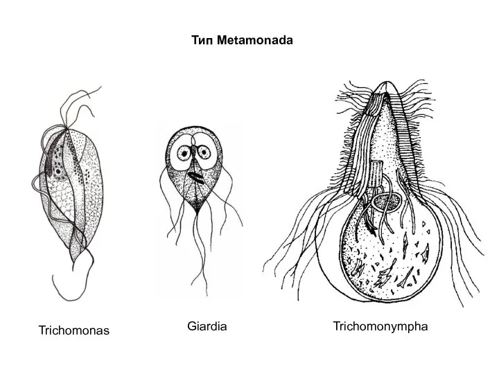 Trichomonas Trichomonympha Giardia Тип Metamonada