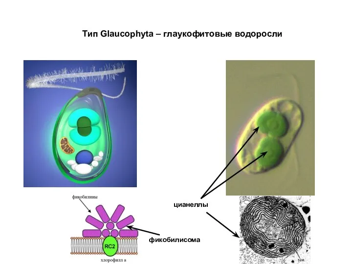 Тип Glaucophyta – глаукофитовые водоросли цианеллы фикобилисома