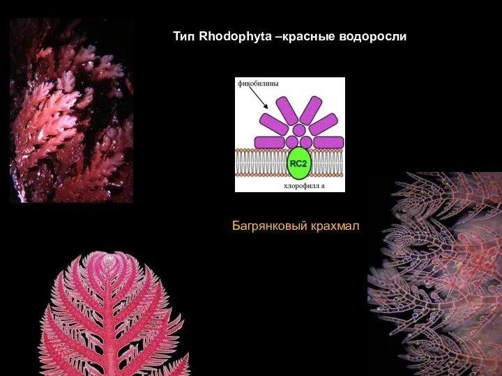 Тип Rhodophyta –красные водоросли Багрянковый крахмал
