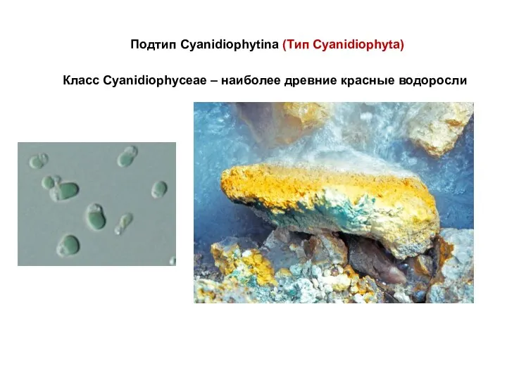 Класс Cyanidiophyceae – наиболее древние красные водоросли Подтип Cyanidiophytina (Тип Cyanidiophyta)