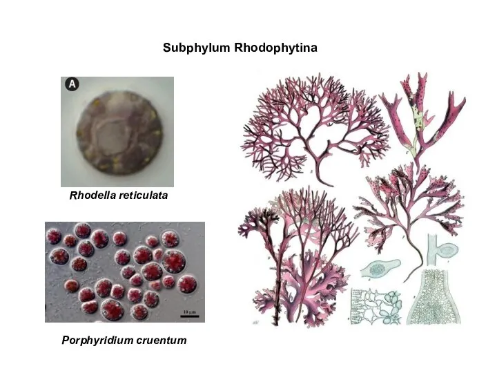 Subphylum Rhodophytina Rhodella reticulata Porphyridium cruentum