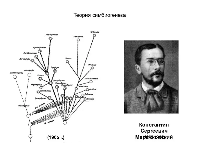 Константин Сергеевич Мережковский Теория симбиогенеза (1855-1921) (1905 г.)