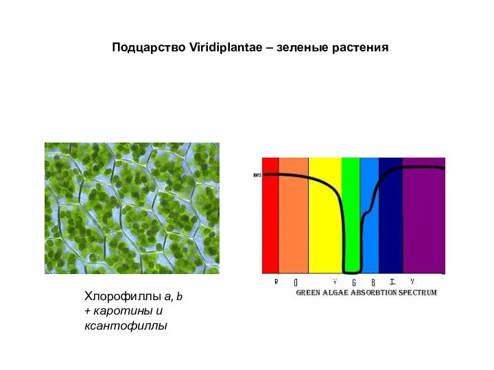 Подцарство Viridiplantae – зеленые растения Хлорофиллы а, b + каротины и ксантофиллы