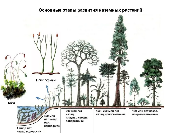 Псилофиты Мхи Основные этапы развития наземных растений