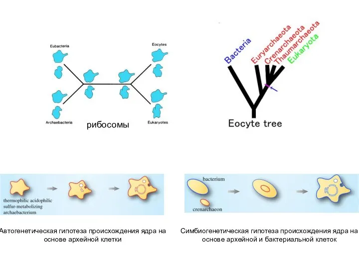рибосомы Автогенетическая гипотеза происхождения ядра на основе архейной клетки Симбиогенетическая гипотеза происхождения