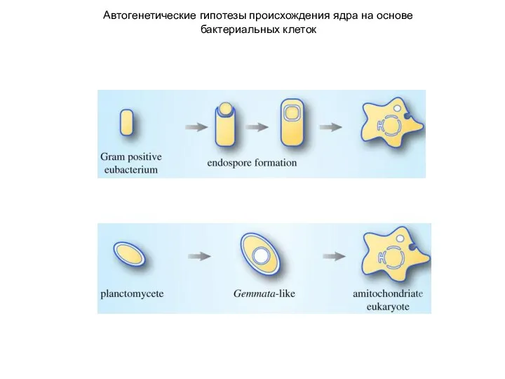 Автогенетические гипотезы происхождения ядра на основе бактериальных клеток