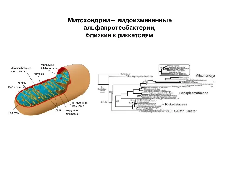 Митохондрии – видоизмененные альфапротеобактерии, близкие к риккетсиям