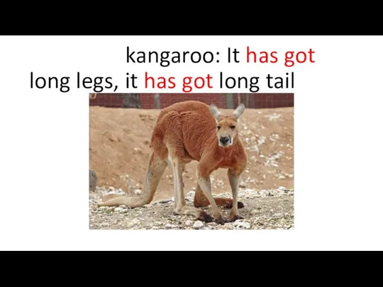 kangaroo: It has got long legs, it has got long tail