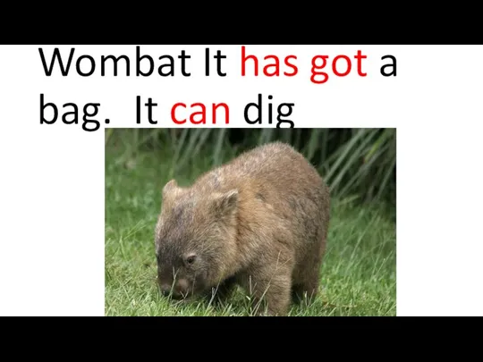 Wombat It has got a bag. It can dig