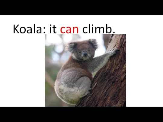 Koala: it can climb.