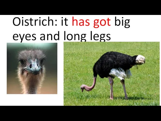 Oistrich: it has got big eyes and long legs