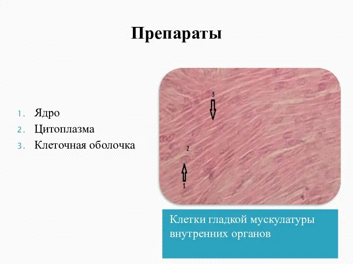 Препараты Клетки гладкой мускулатуры внутренних органов Ядро Цитоплазма Клеточная оболочка