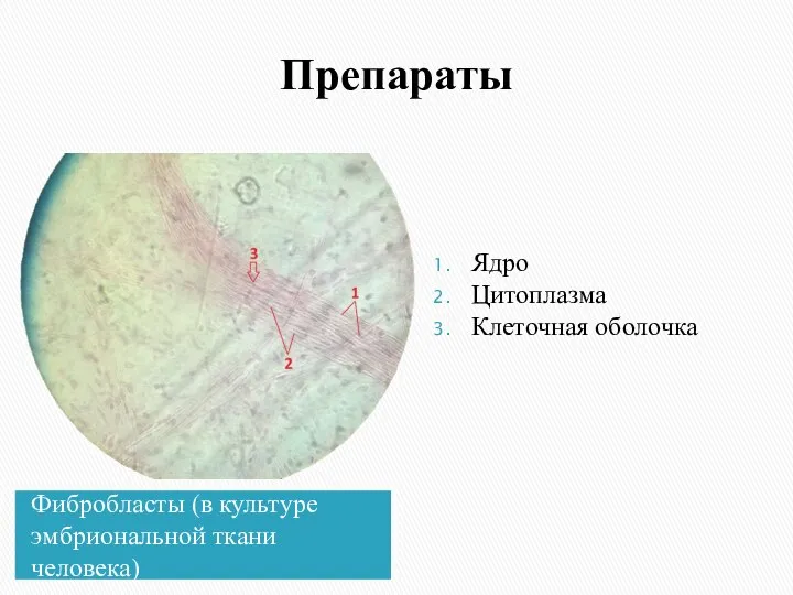 Препараты Фибробласты (в культуре эмбриональной ткани человека) Ядро Цитоплазма Клеточная оболочка