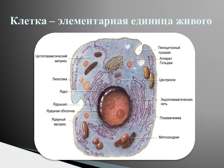 Клетка – элементарная единица живого