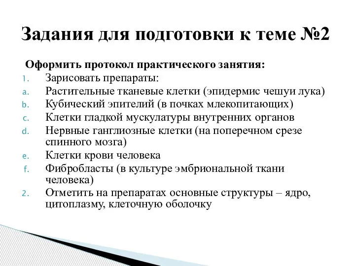 Оформить протокол практического занятия: Зарисовать препараты: Растительные тканевые клетки (эпидермис чешуи лука)