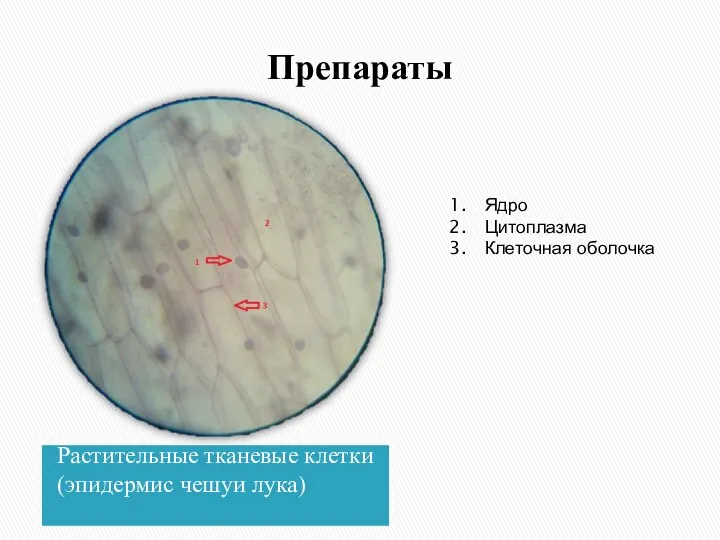 Препараты Растительные тканевые клетки (эпидермис чешуи лука) Ядро Цитоплазма Клеточная оболочка