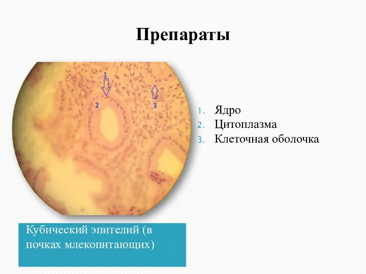 Препараты Кубический эпителий (в почках млекопитающих) Ядро Цитоплазма Клеточная оболочка