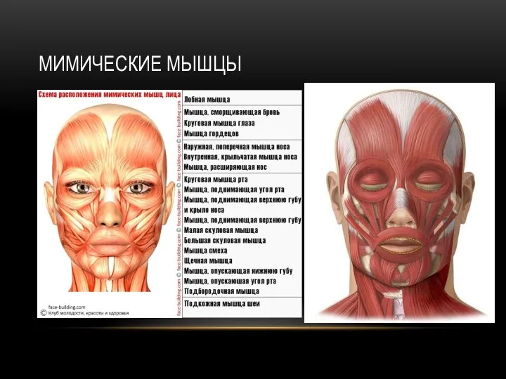 МИМИЧЕСКИЕ МЫШЦЫ