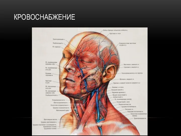 КРОВОСНАБЖЕНИЕ