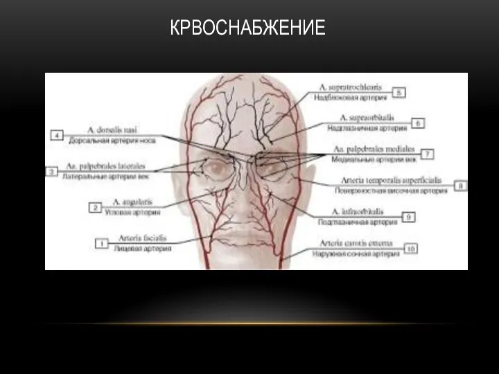 КРВОСНАБЖЕНИЕ