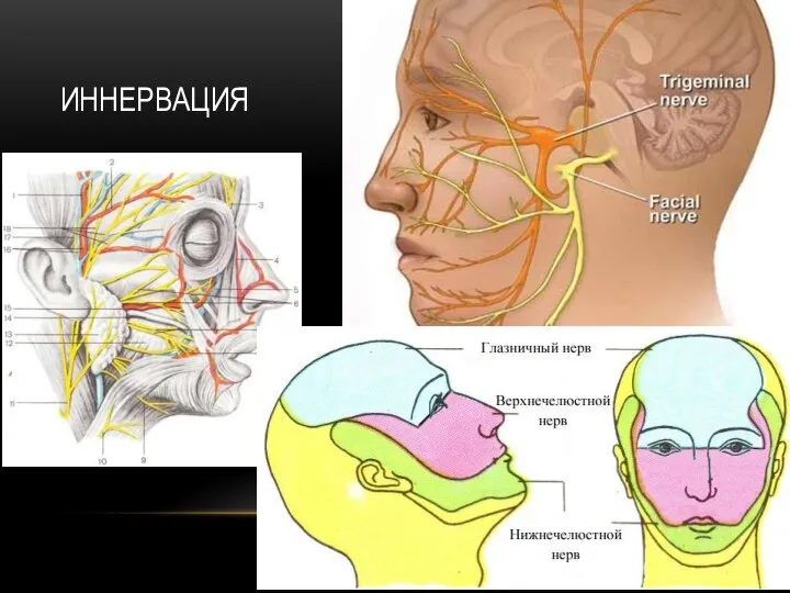 ИННЕРВАЦИЯ