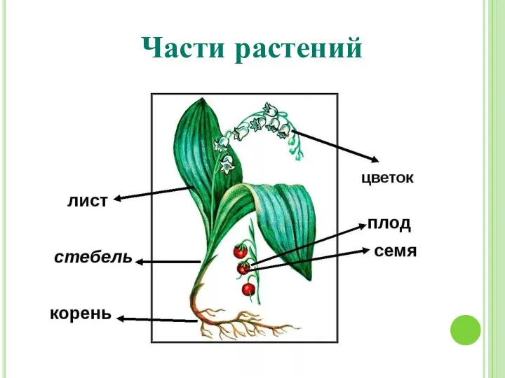 Части растений