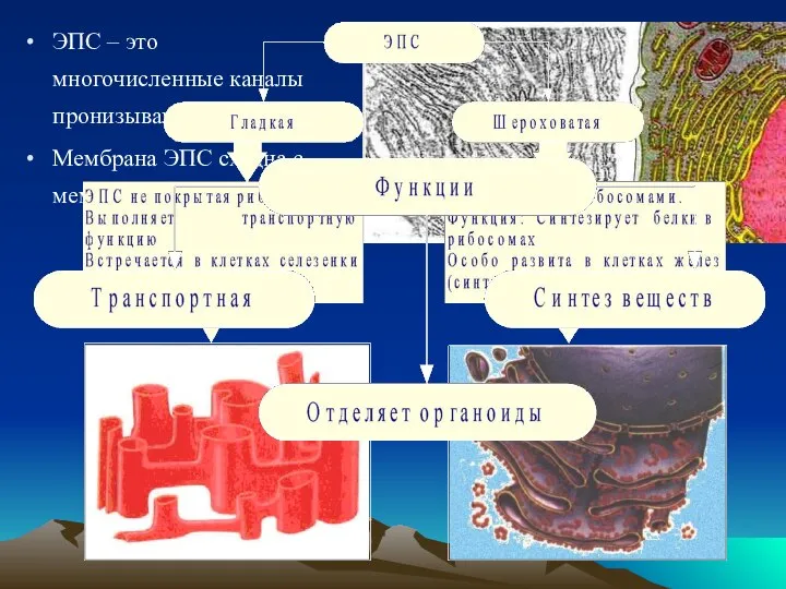 ЭПС – это многочисленные каналы пронизывающие клетку. Мембрана ЭПС сходна с мембраной клетки