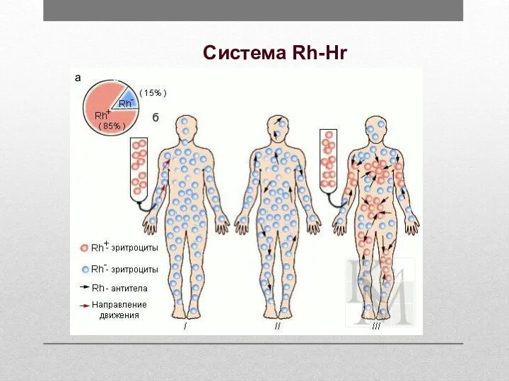 Система Rh-Hr