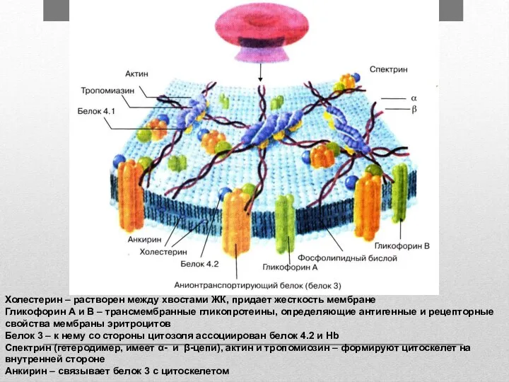 Холестерин – растворен между хвостами ЖК, придает жесткость мембране Гликофорин А и