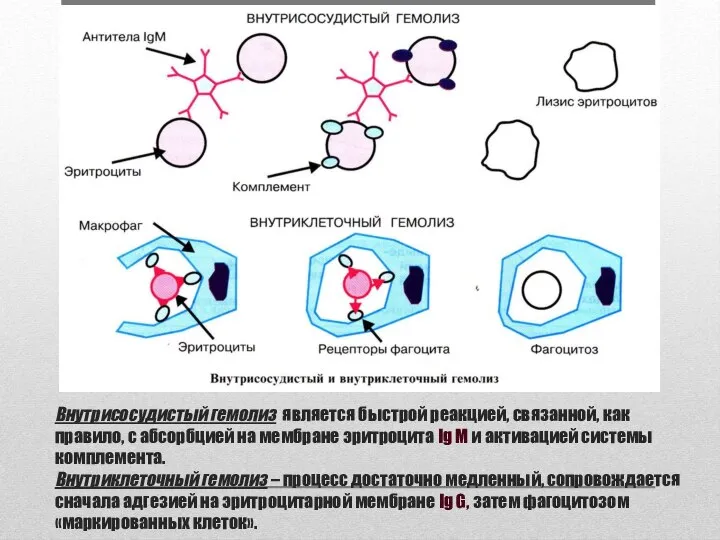 Внутрисосудистый гемолиз является быстрой реакцией, связанной, как правило, с абсорбцией на мембране