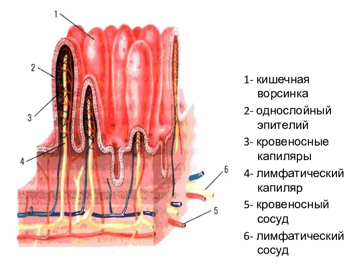 1- кишечная ворсинка 2- однослойный эпителий 3- кровеносные капиляры 4- лимфатический капиляр