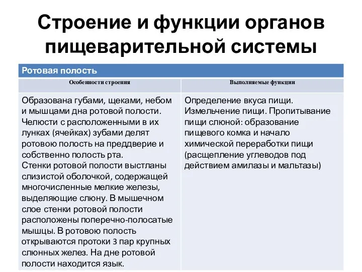 Строение и функции органов пищеварительной системы