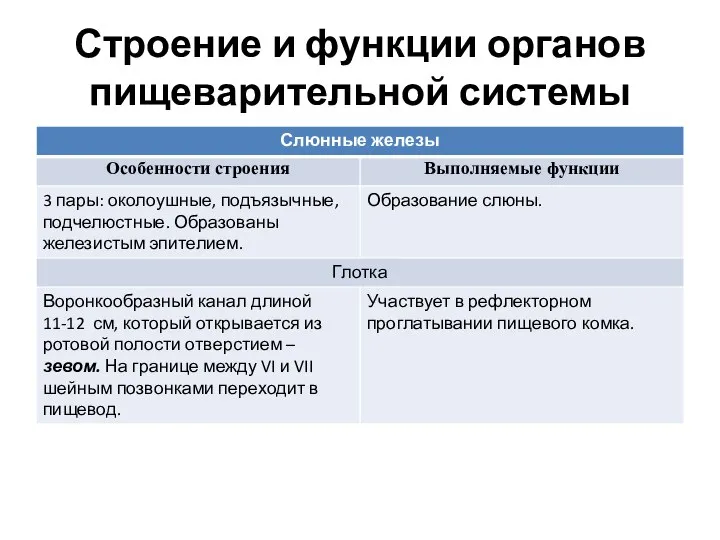 Строение и функции органов пищеварительной системы