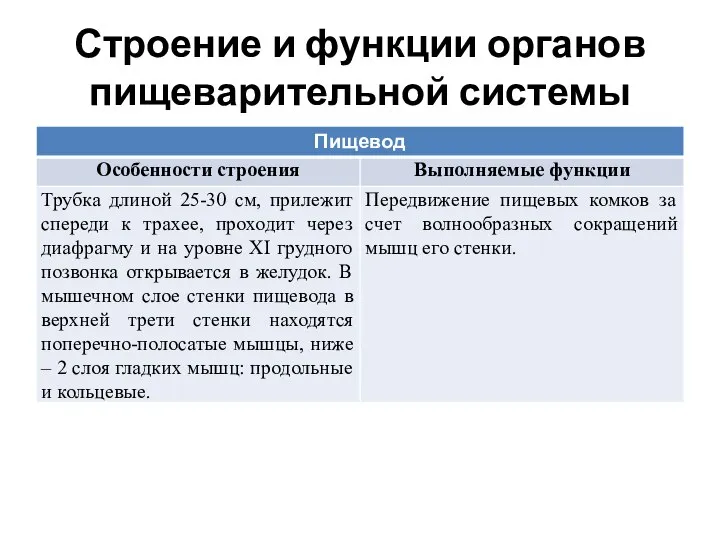 Строение и функции органов пищеварительной системы