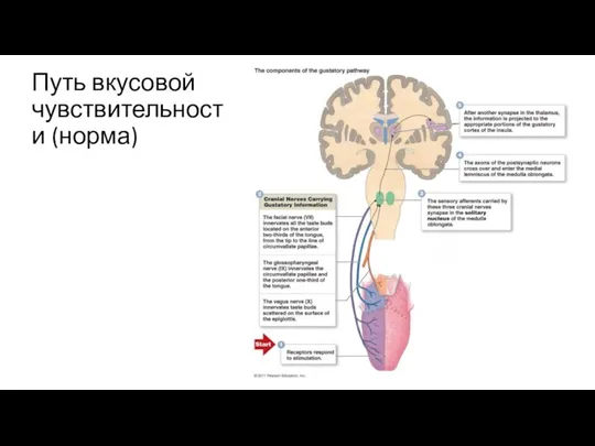 Путь вкусовой чувствительности (норма)