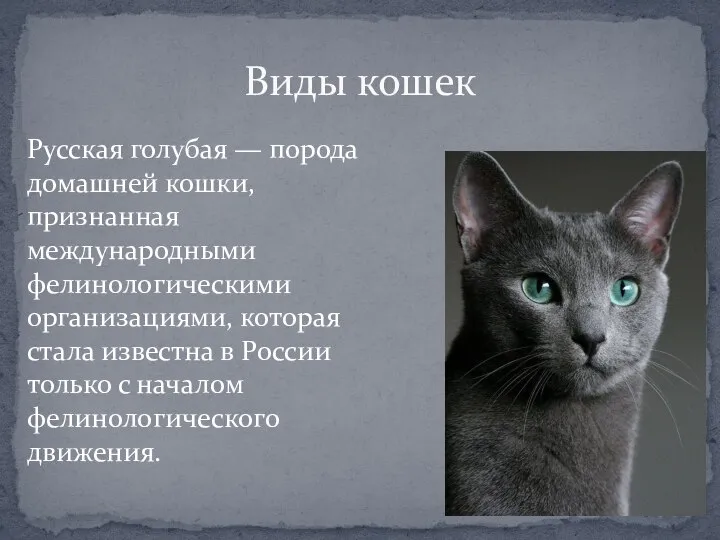 Виды кошек Русская голубая — порода домашней кошки, признанная международными фелинологическими организациями,