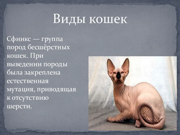 Виды кошек Сфинкс — группа пород бесшёрстных кошек. При выведении породы была