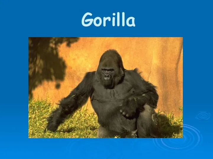 Gorilla