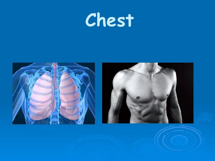 Chest