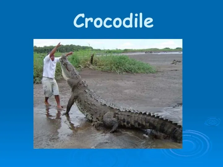 Crocodile