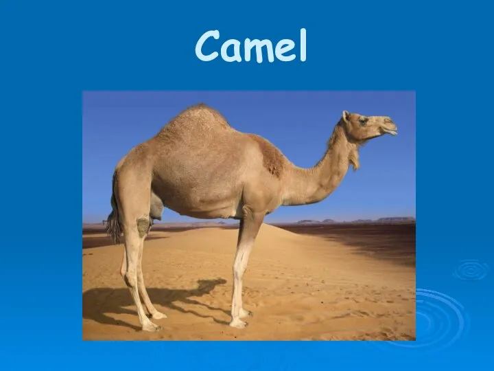 Camel