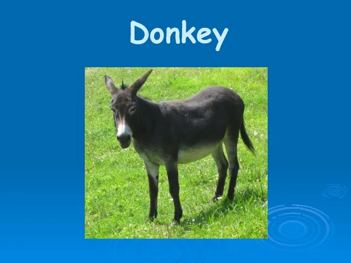 Donkey