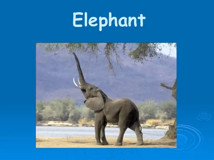 Elephant